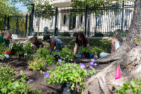 Students planting