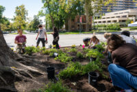 Students planting