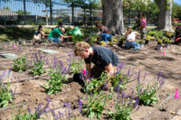 Students planting plants