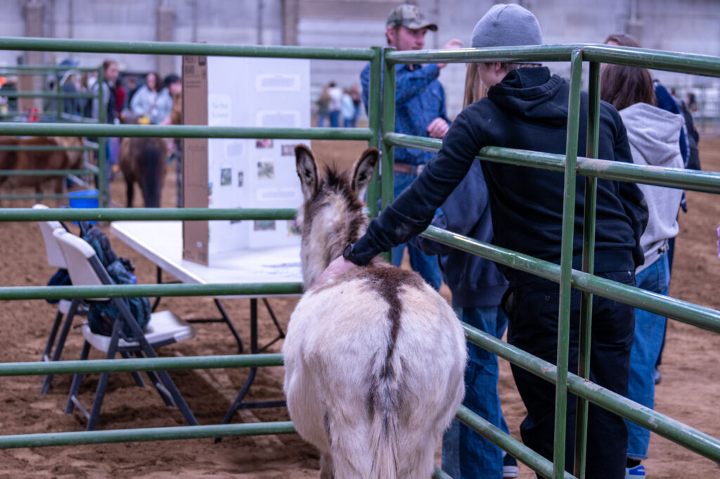 student petting donkey